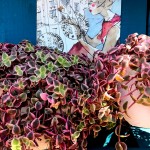 ra un pensiero che viaggia e città sospese su un cuscino di foglie rosa