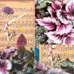 con un tuffo "Allegro" tra la musica e i colori vellutati e metallici, che sfumano dal verde al grigio polvere, dal mogano a tutte le tonalità del rosso e del rosa brillante di questa varietà di begonia