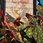 tra le foglie come ali d’angelo per una danza nell’aria di questa primavera silenziosa. Begonia Maculata / ‘’Danza d’amore’’